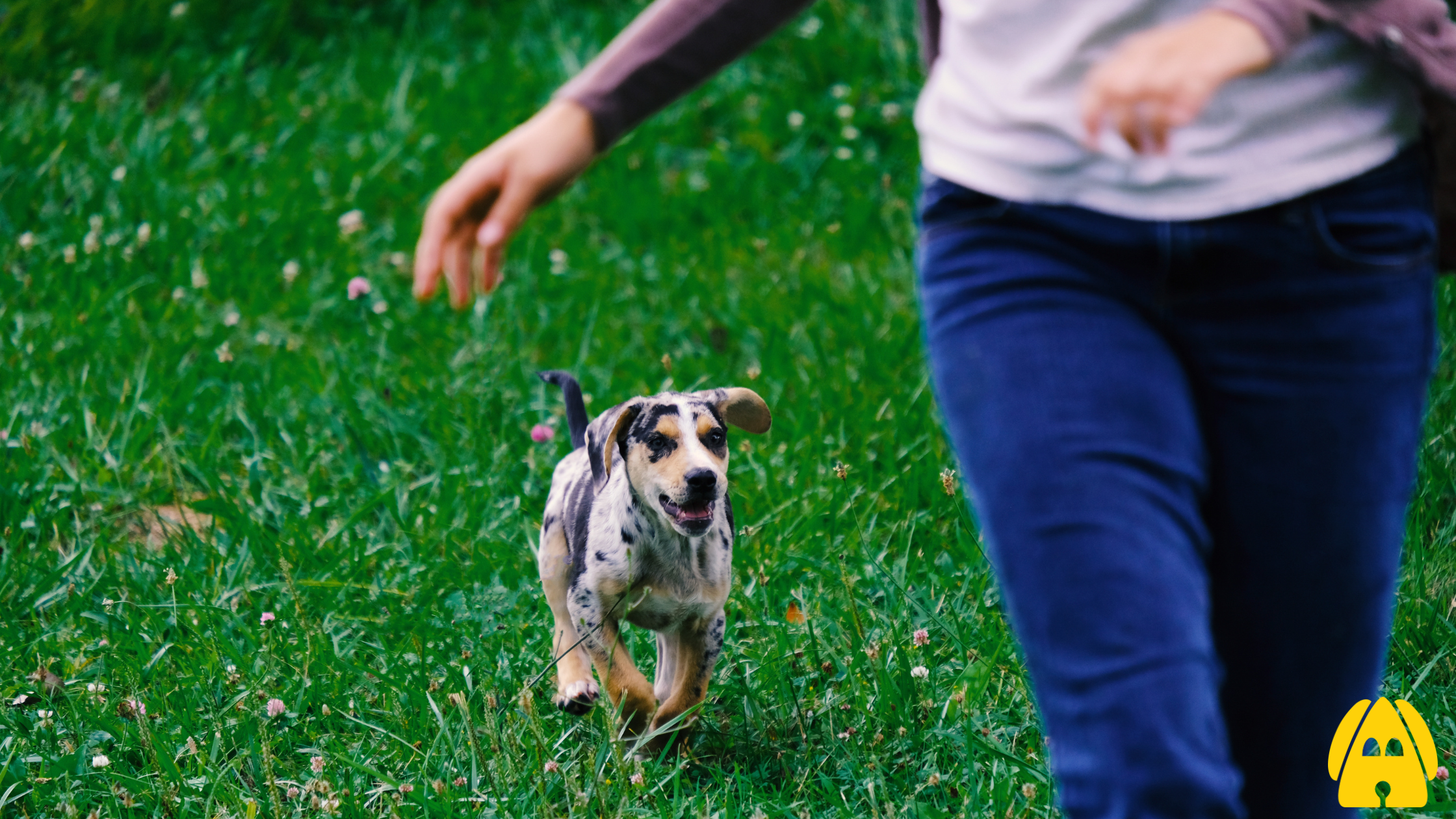 Quick Play, Big Bond: Five-Minute Game Guides for Dog Owners
