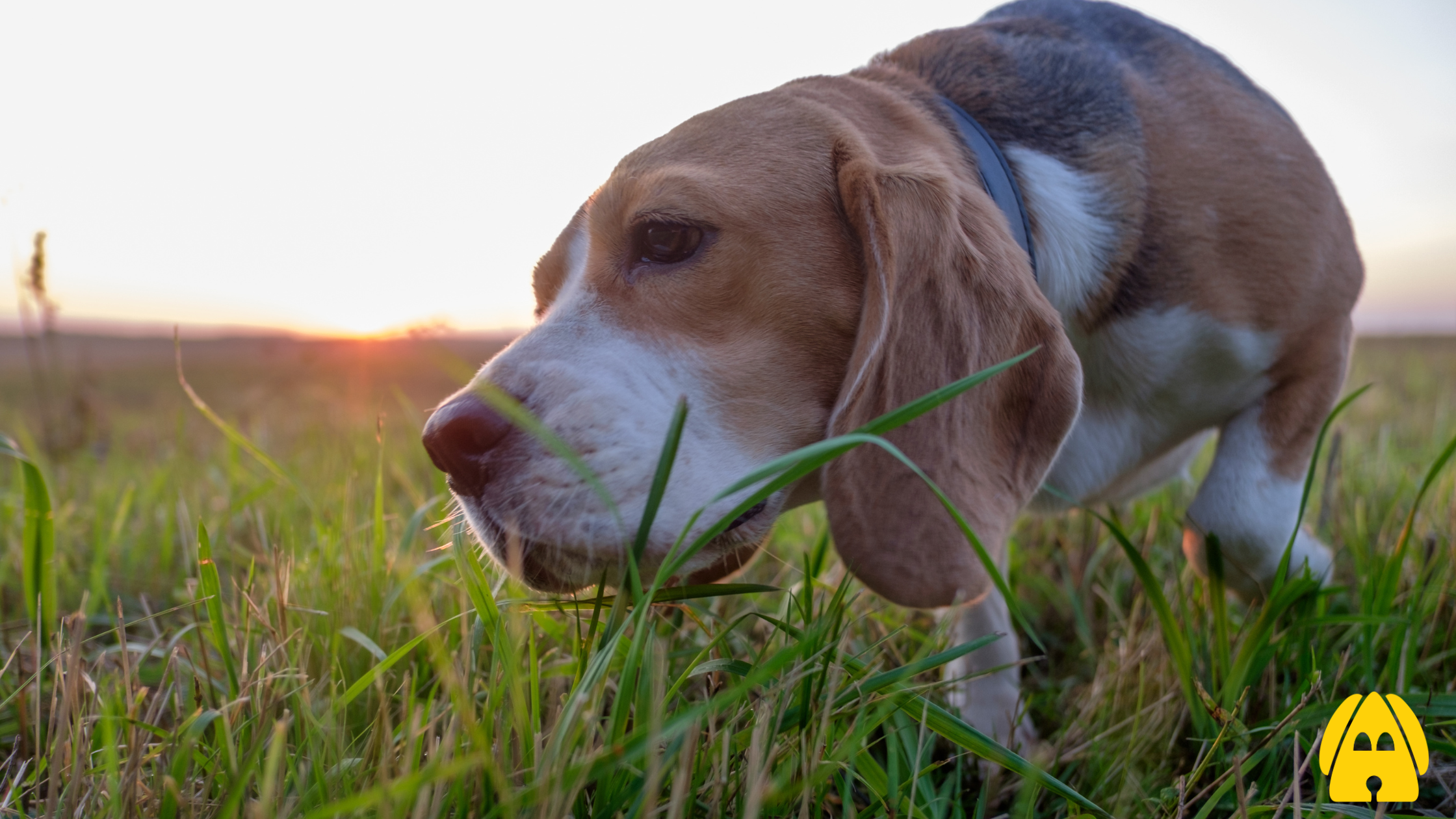 Why Do Dogs Eat Grass? A Look at a Common Doggie Habit