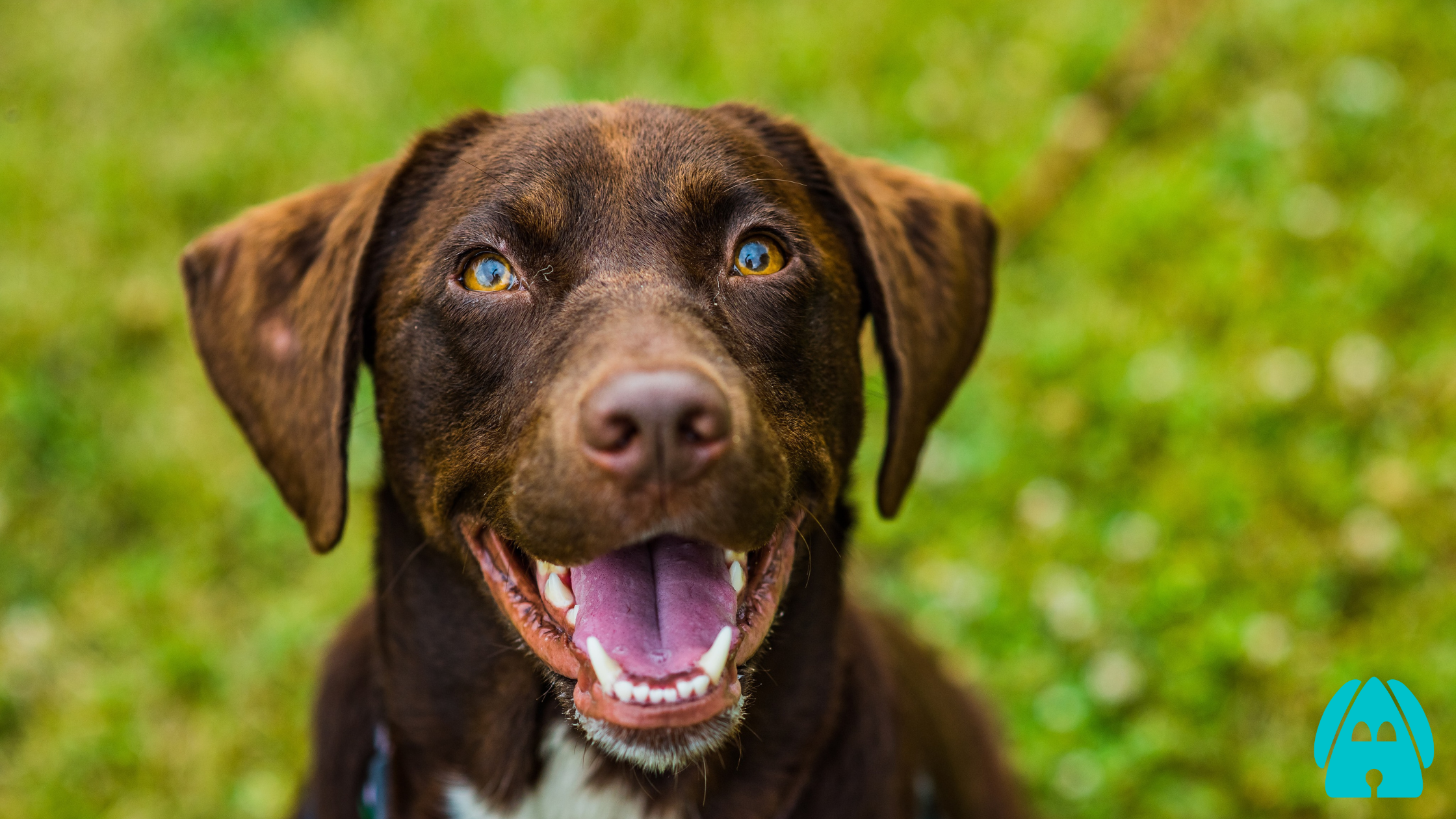 Why Happiness is Dog Shaped