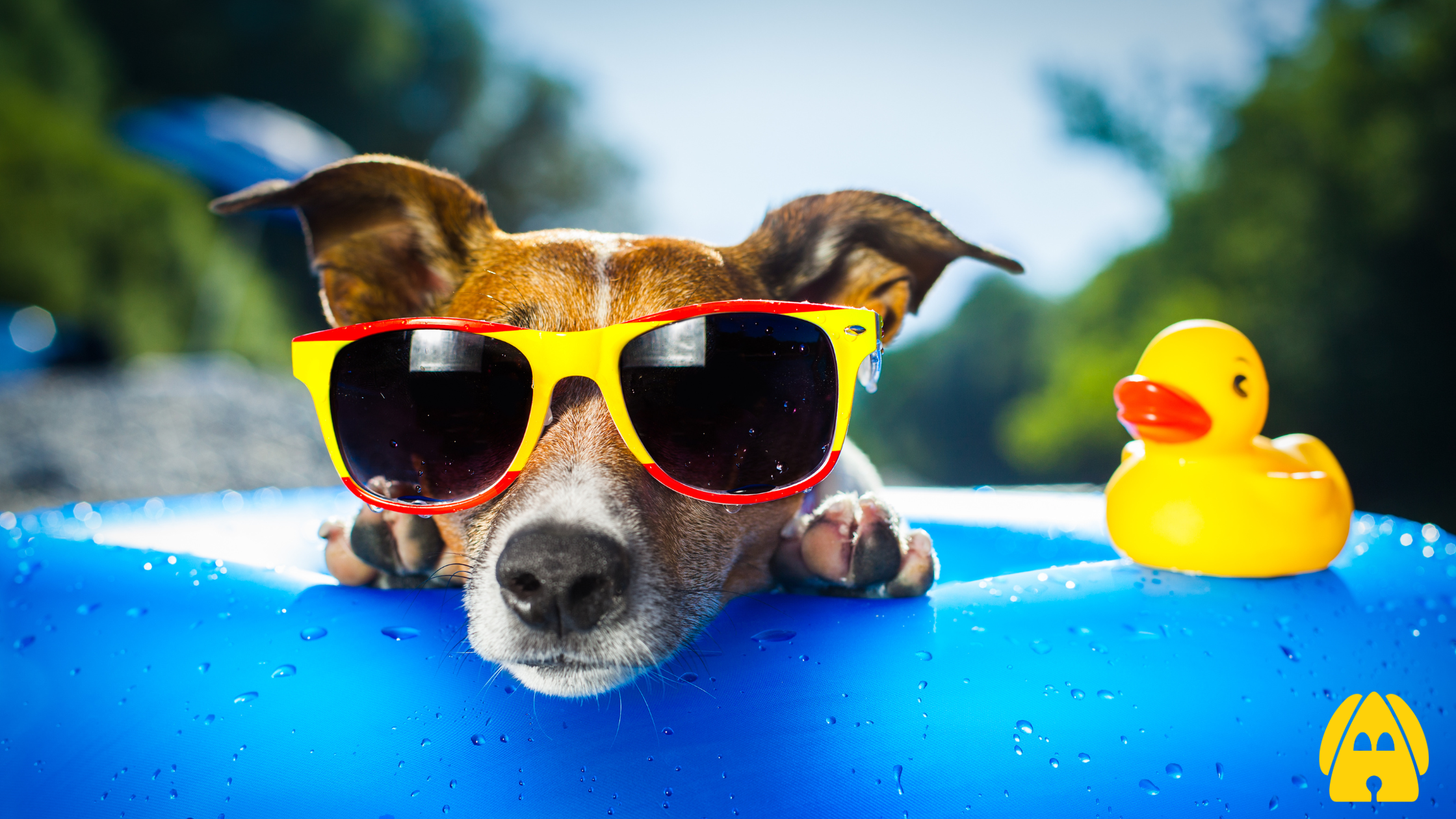 How to Keep Your Dog Safe in the UK Sun